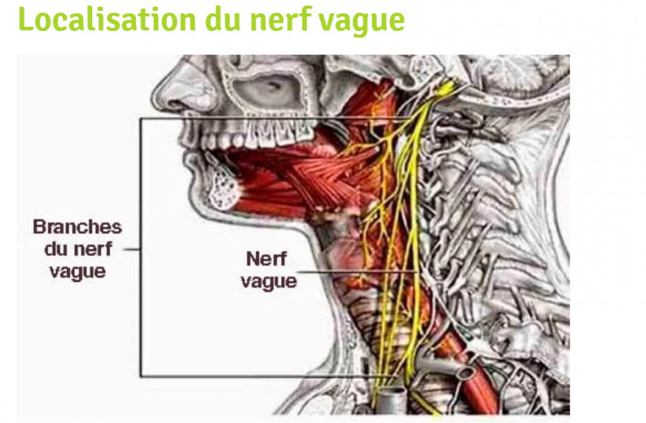 Rire & Tonus vagal