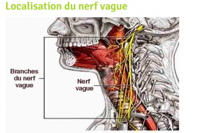 Localisation du nerf vague