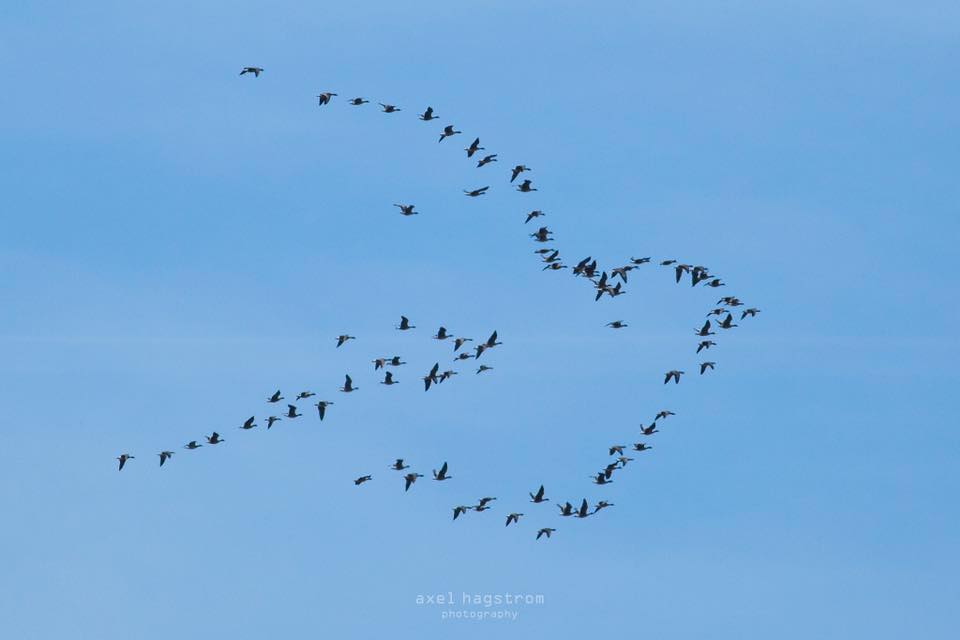 Peace in flight