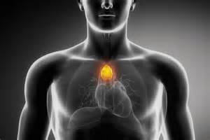 Thymus