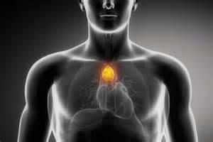 Thymus